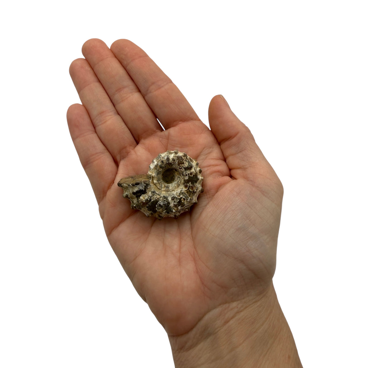 Ammonite (Spiny)