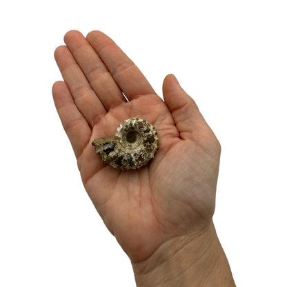Ammonite (Spiny)