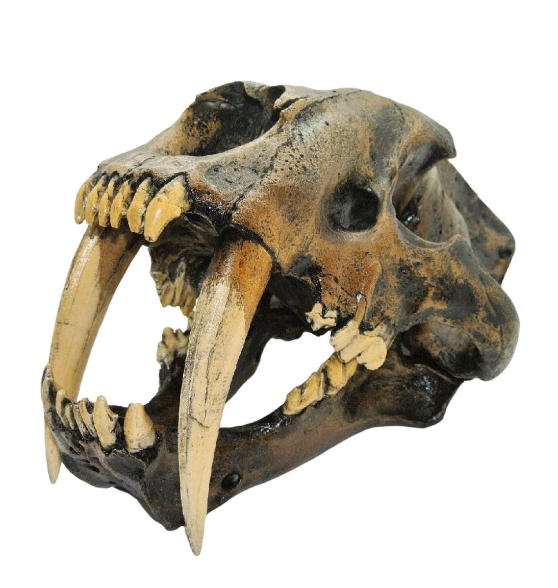 Skull Replica (Sabertooth)