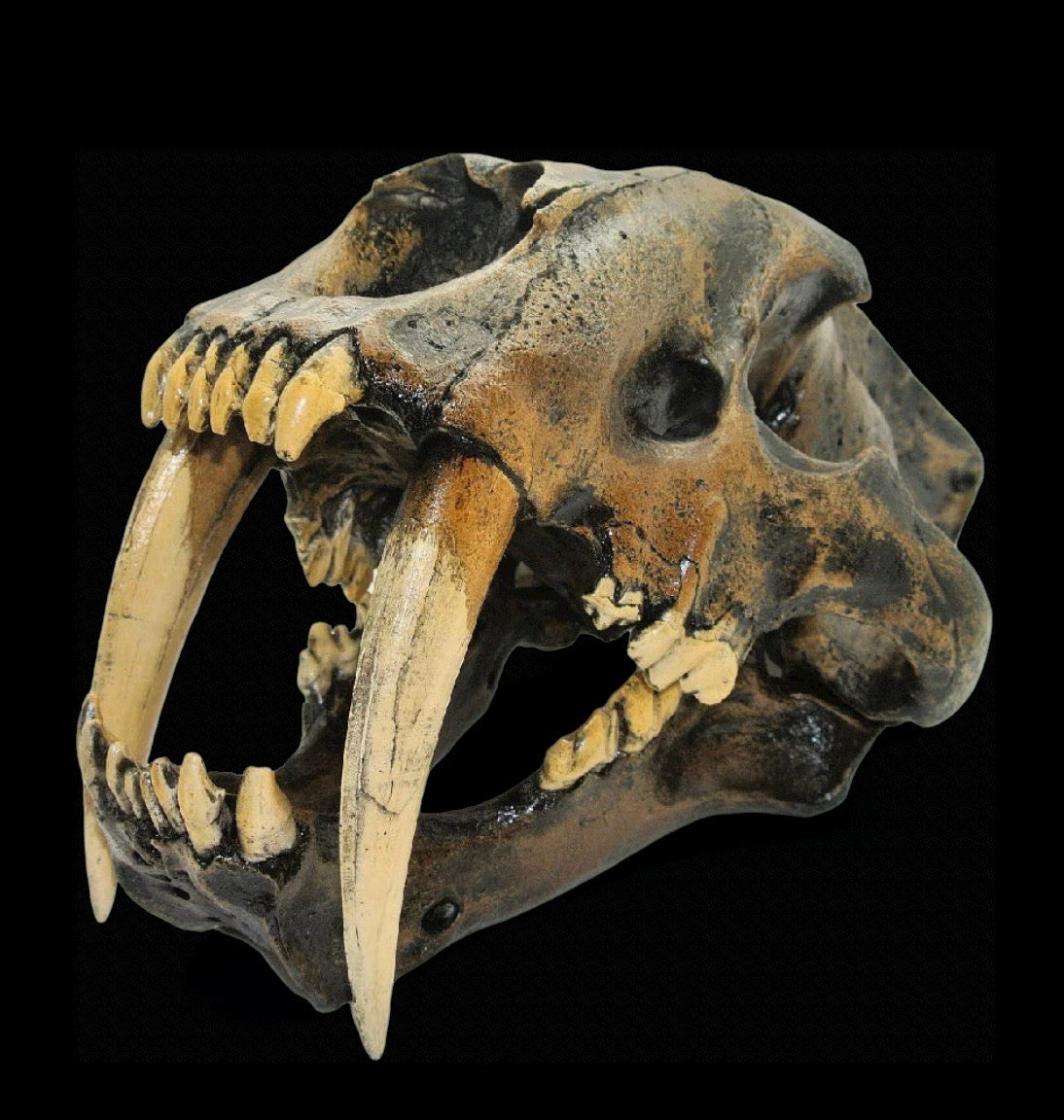 Skull Replica (Sabertooth)