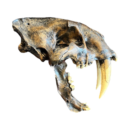 Skull Replica (Sabertooth)