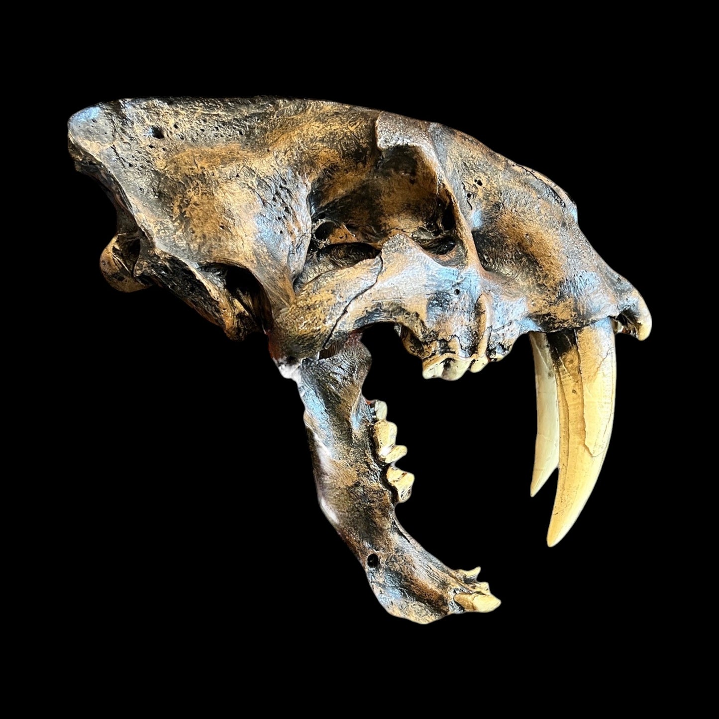 Skull Replica (Sabertooth)