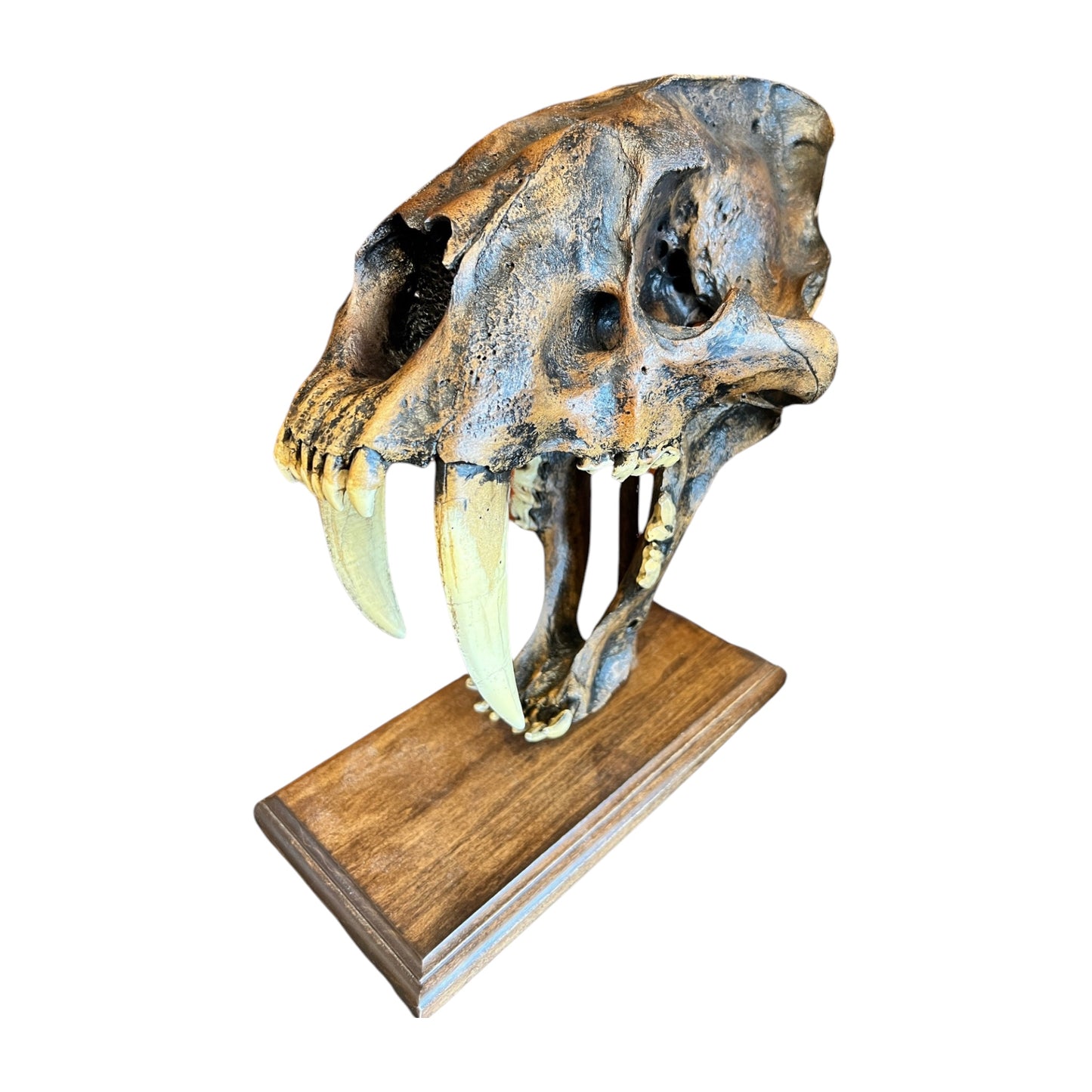 Skull Replica (Sabertooth)