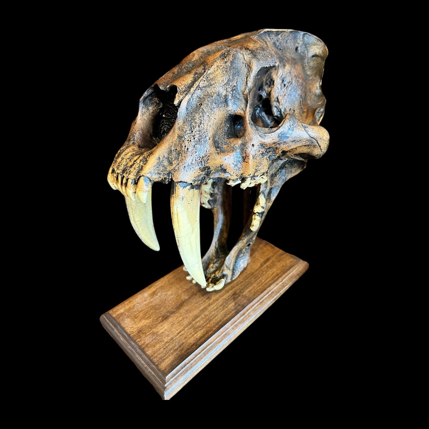 Skull Replica (Sabertooth)