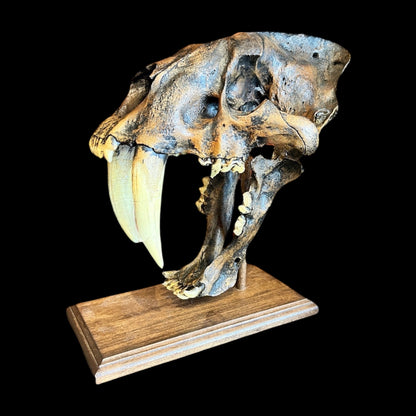 Skull Replica (Sabertooth)