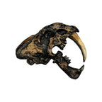 Skull Replica (Sabertooth Plaque)