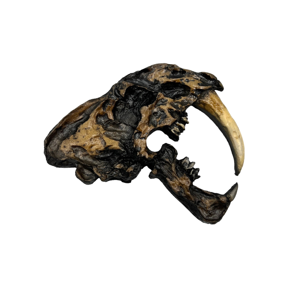 Skull Replica (Sabertooth Plaque)