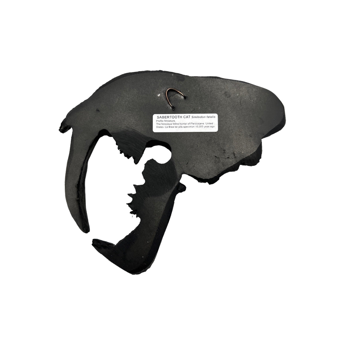 Skull Replica (Sabertooth Plaque)