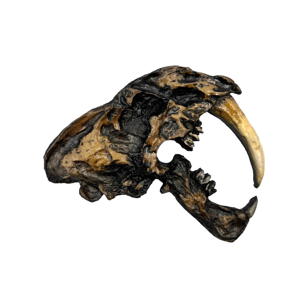 Skull Replica (Sabertooth Plaque)