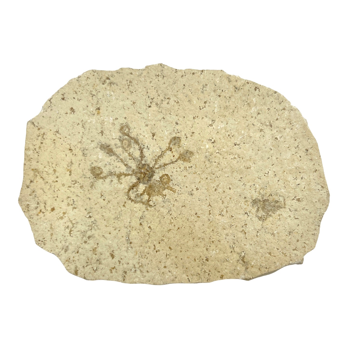 Fossil Floating Crinoid Saccocoma Plate (4.625" x 3.25")