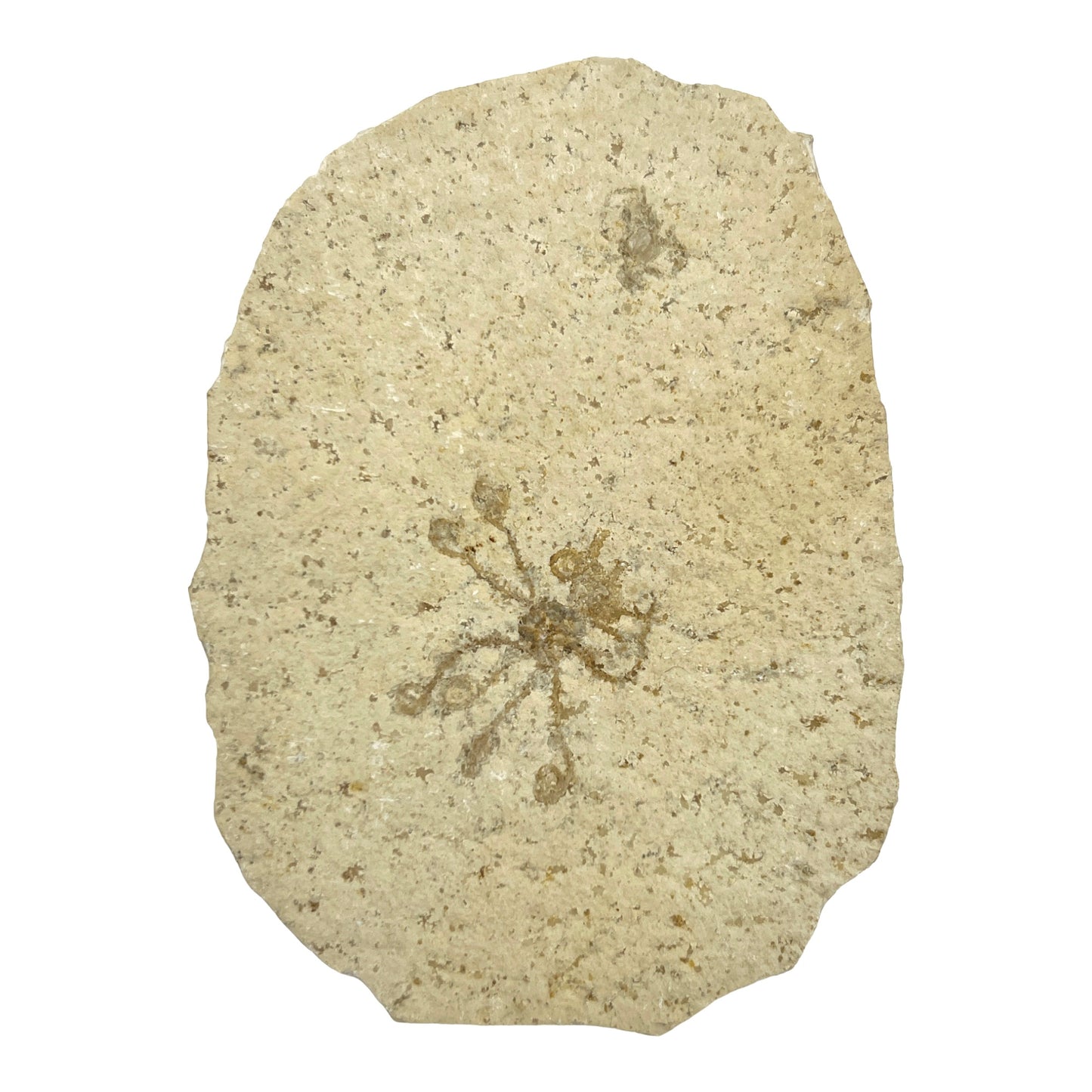 Fossil Floating Crinoid Saccocoma Plate (4.625" x 3.25")