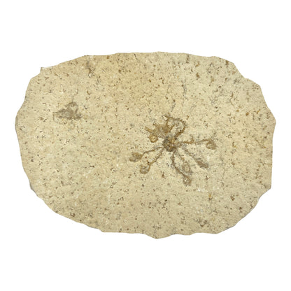 Fossil Floating Crinoid Saccocoma Plate (4.625" x 3.25")