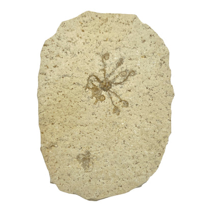 Fossil Floating Crinoid Saccocoma Plate (4.625" x 3.25")