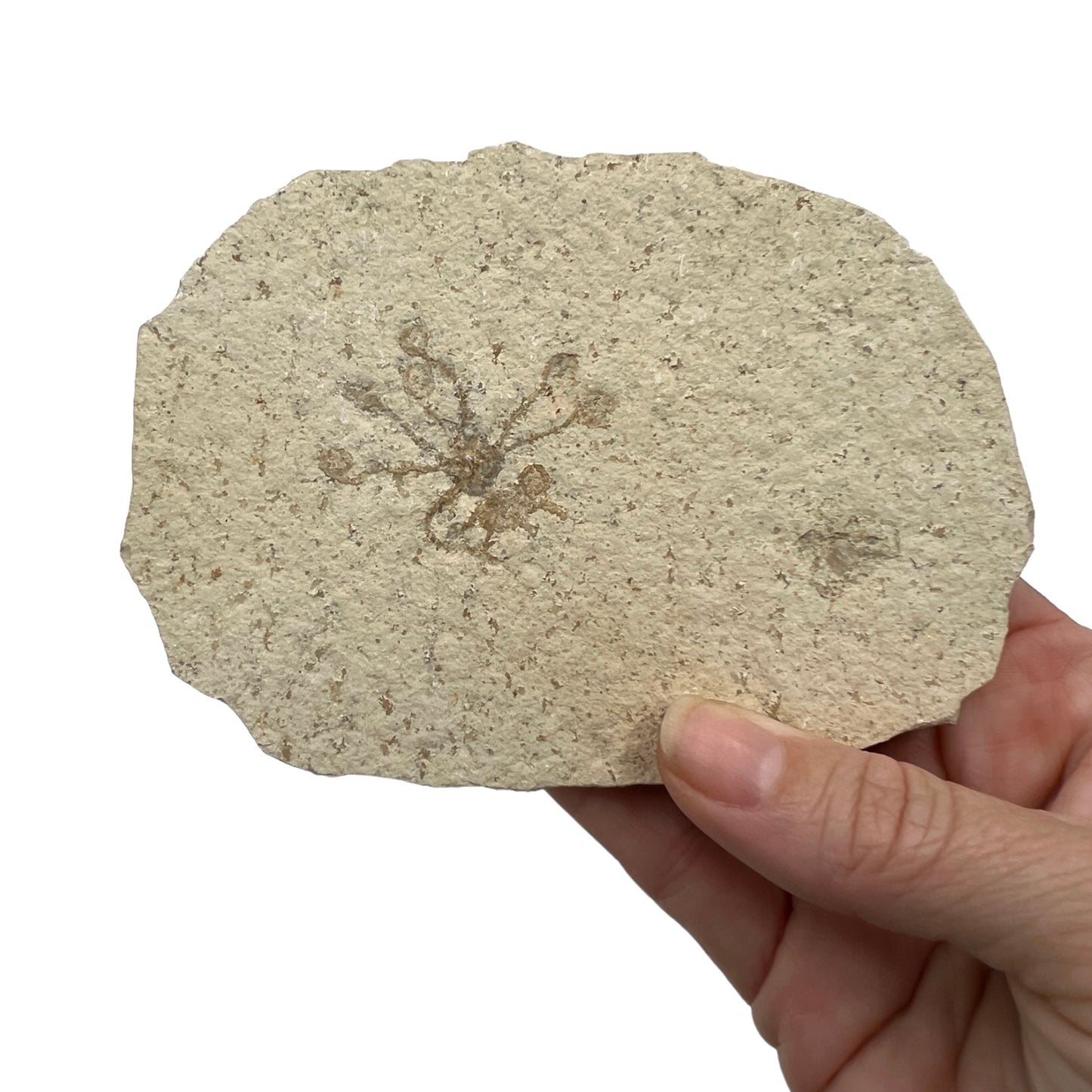 Fossil Floating Crinoid Saccocoma Plate (4.625" x 3.25")