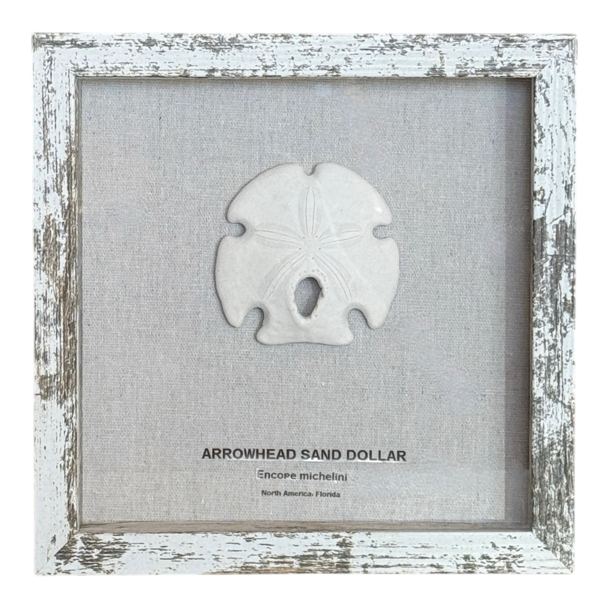 Arrowhead Sand Dollar in Frame