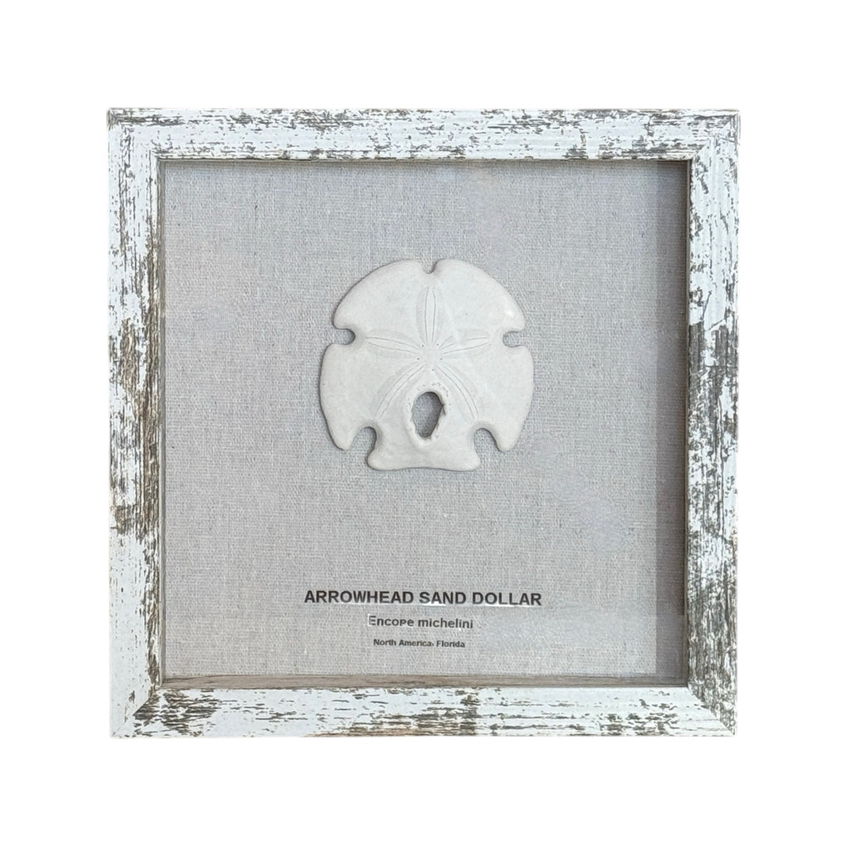 Arrowhead Sand Dollar in Frame