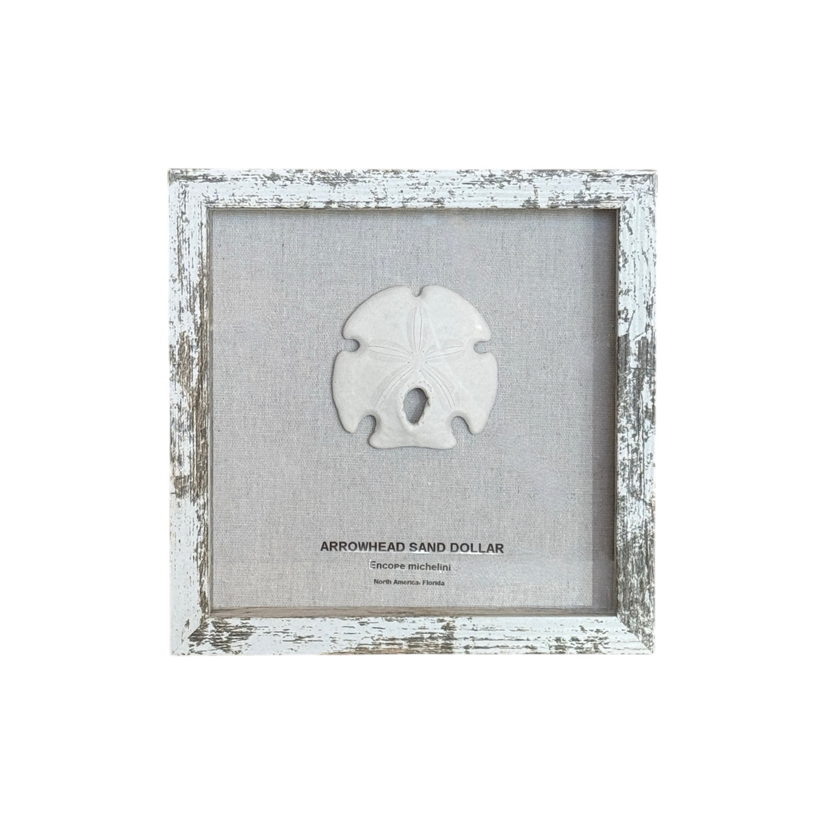 Arrowhead Sand Dollar in Frame