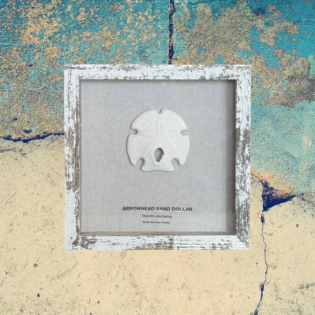 Arrowhead Sand Dollar in Frame
