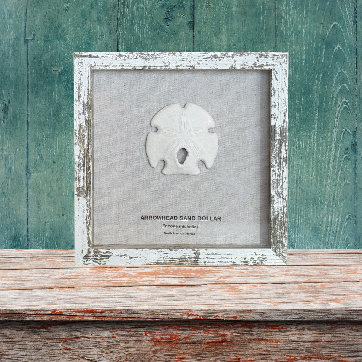 Arrowhead Sand Dollar in Frame