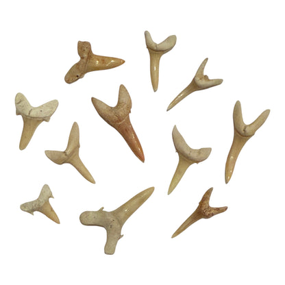 Fossil Shark Tooth (Sand Tiger Shark)