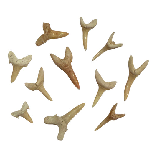 Fossil Shark Tooth (Sand Tiger Shark)