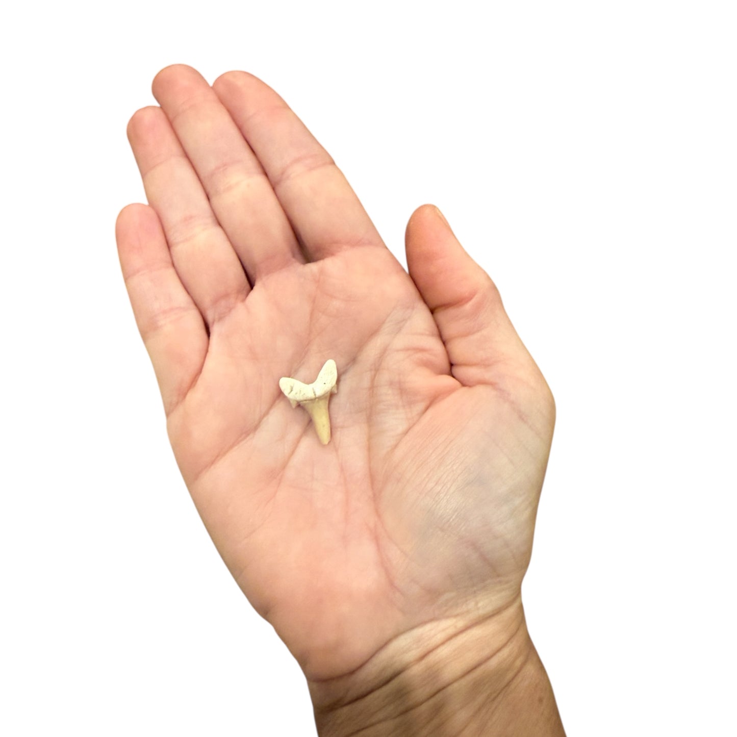 Fossil Shark Tooth (Sand Tiger Shark)