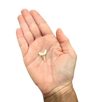 Fossil Shark Tooth (Sand Tiger Shark)
