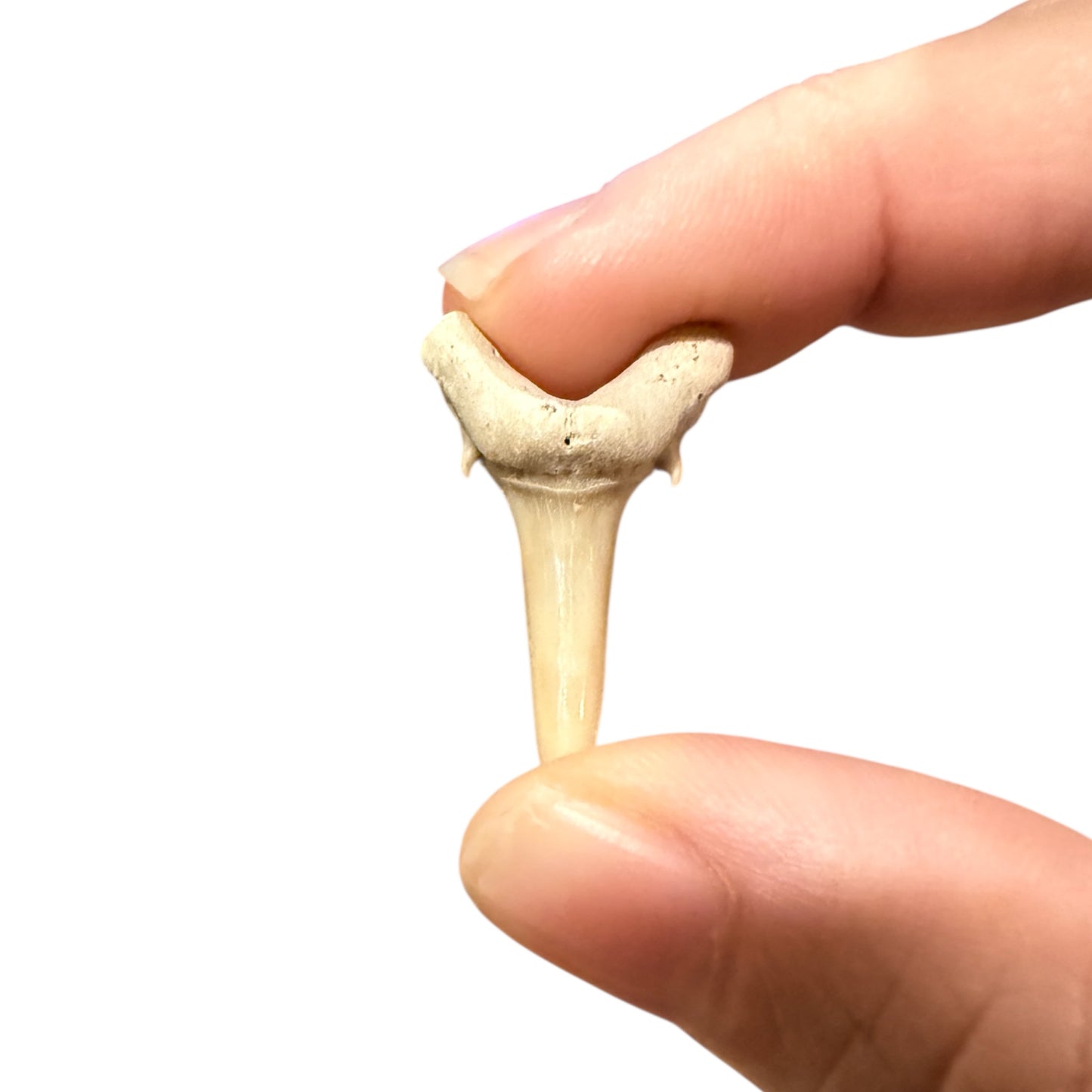 Fossil Shark Tooth (Sand Tiger Shark)