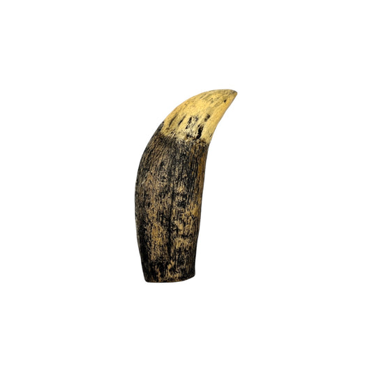 Tooth Replica (Sarcosuchus)