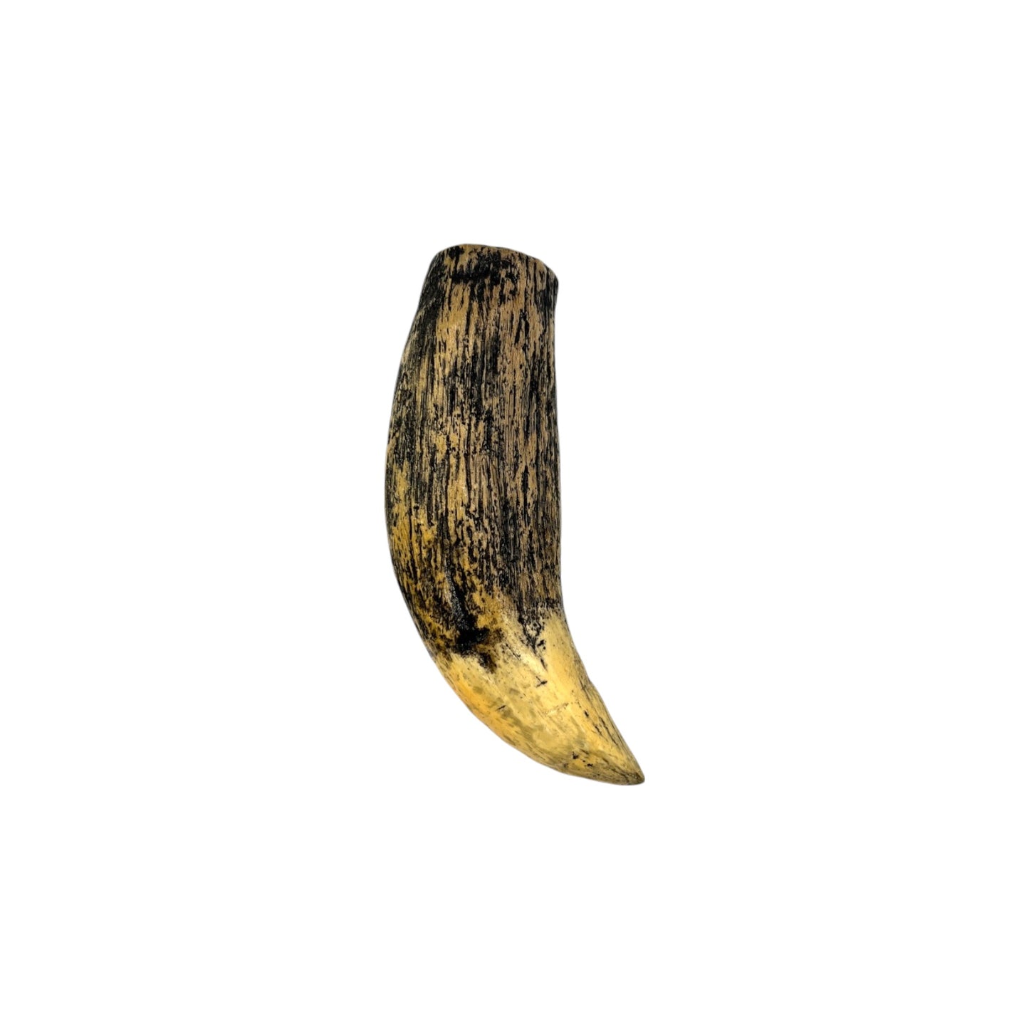 Tooth Replica (Sarcosuchus)