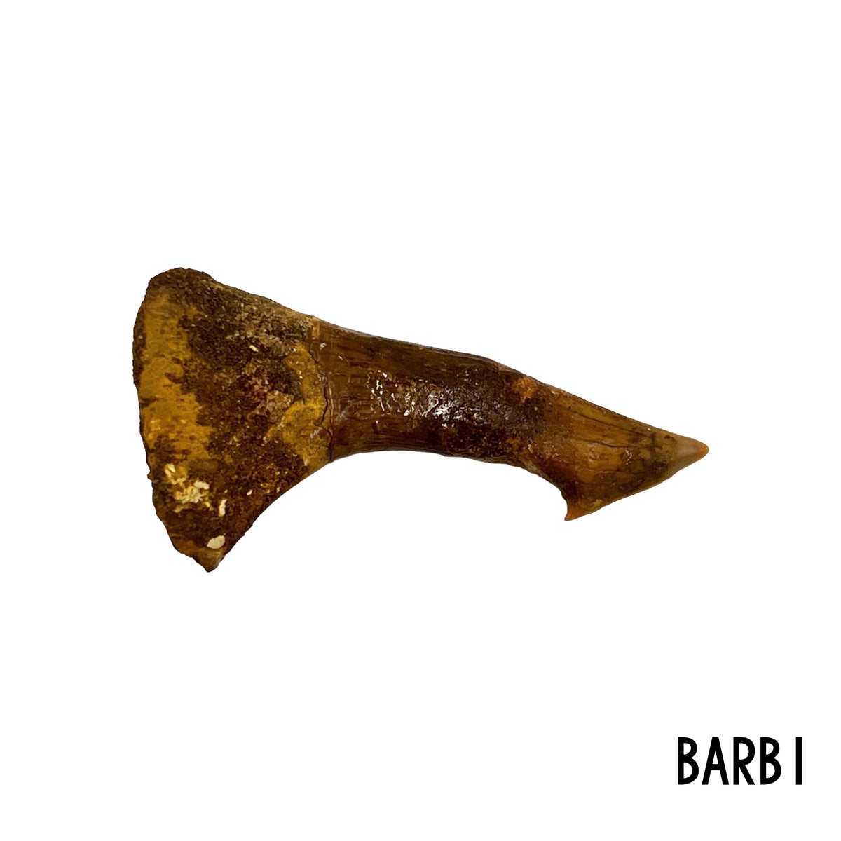 Fossil Sawfish Barb