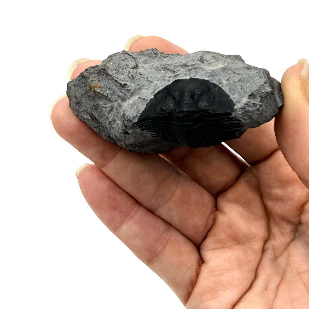 Scabriscutellum Trilobite