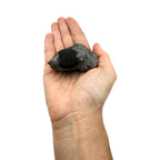 Scabriscutellum Trilobite
