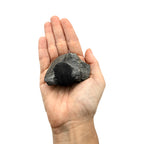 Scabriscutellum Trilobite