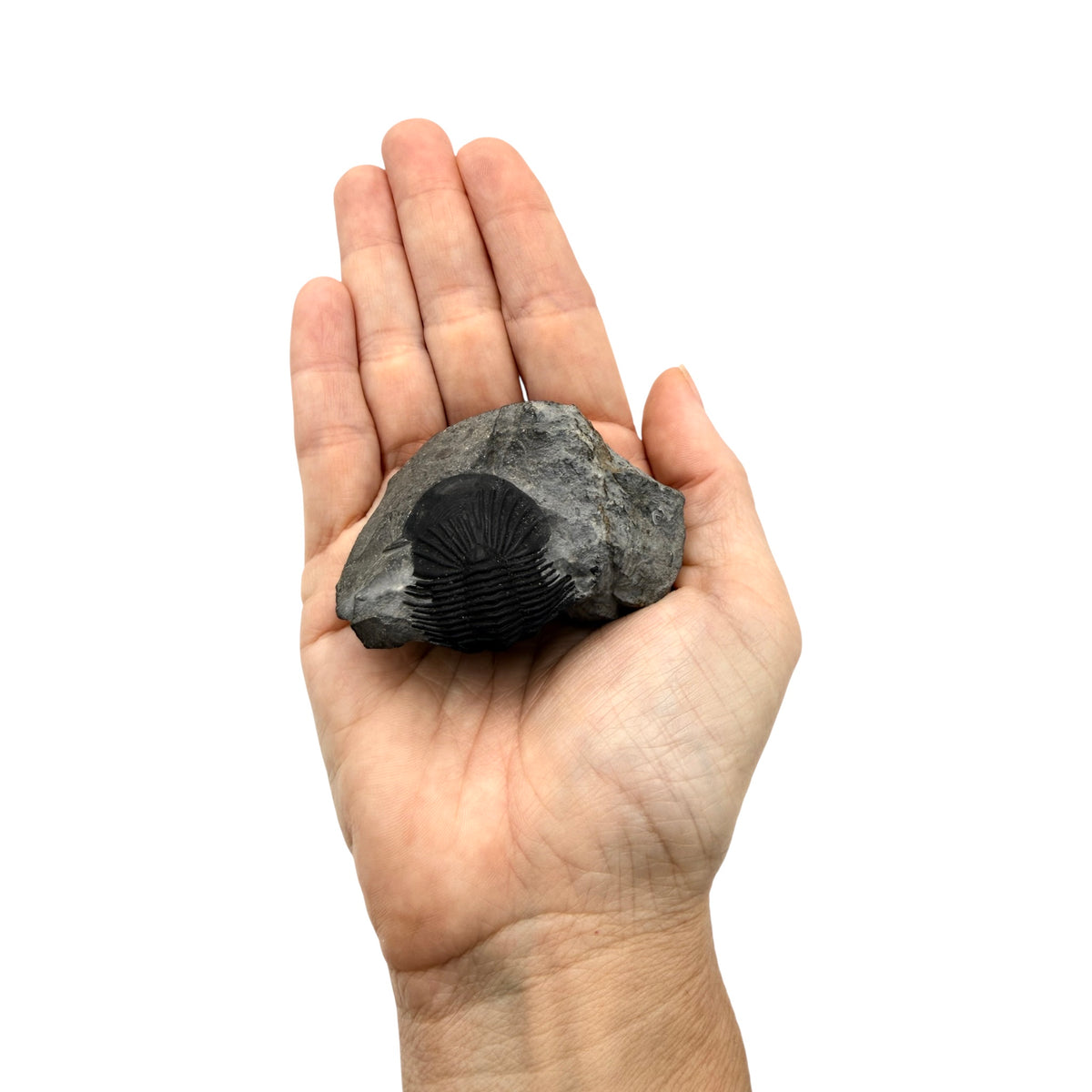 Scabriscutellum Trilobite
