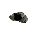 Scabriscutellum Trilobite