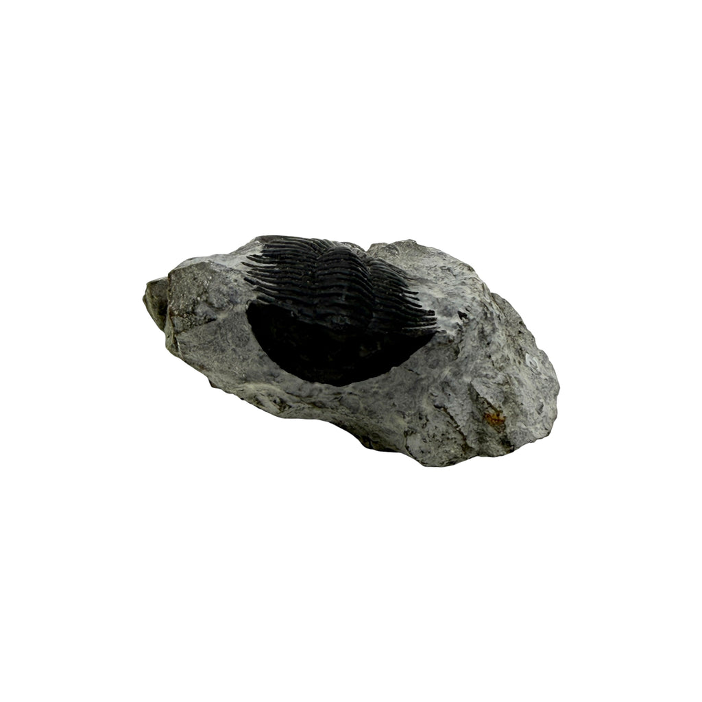 Scabriscutellum Trilobite