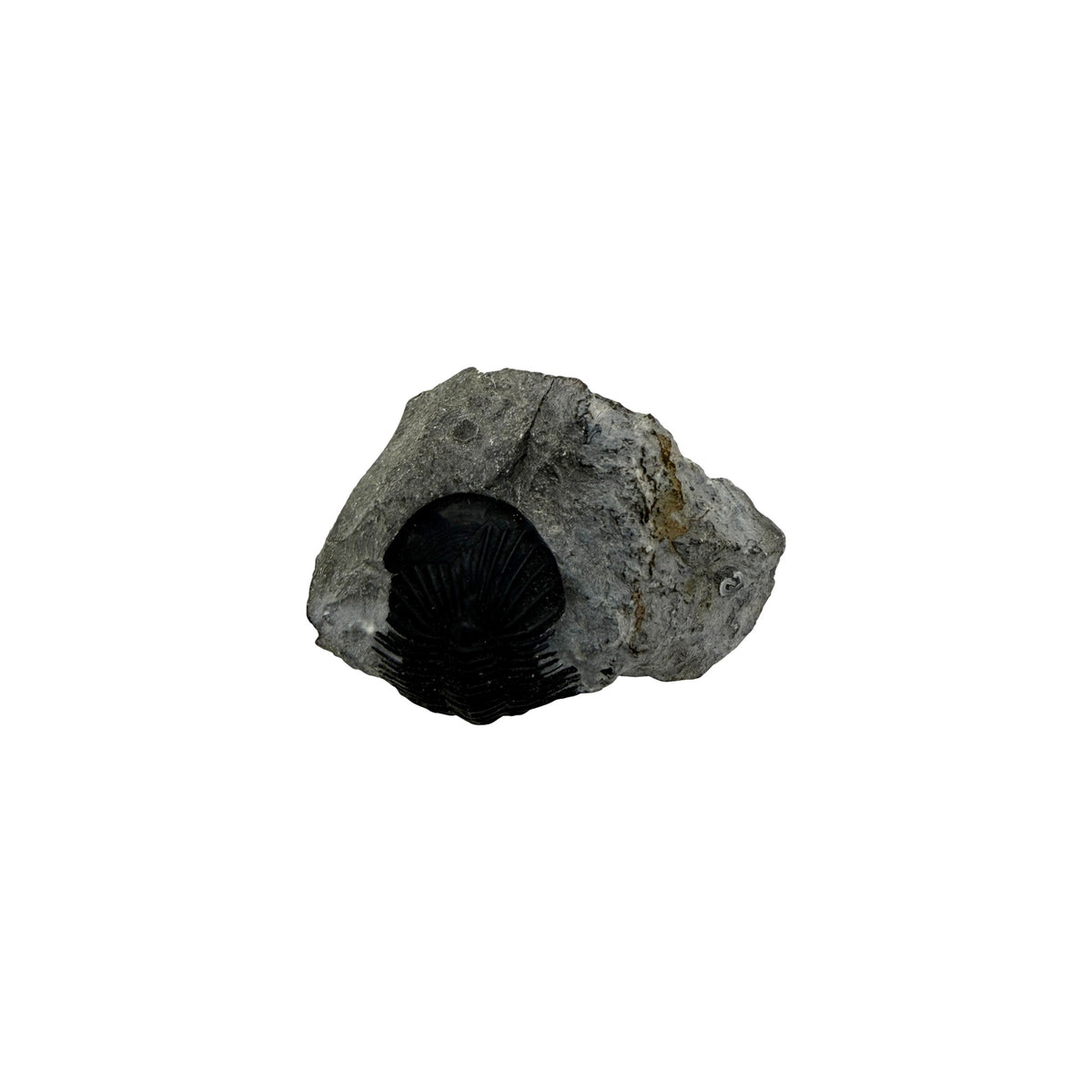 Scabriscutellum Trilobite