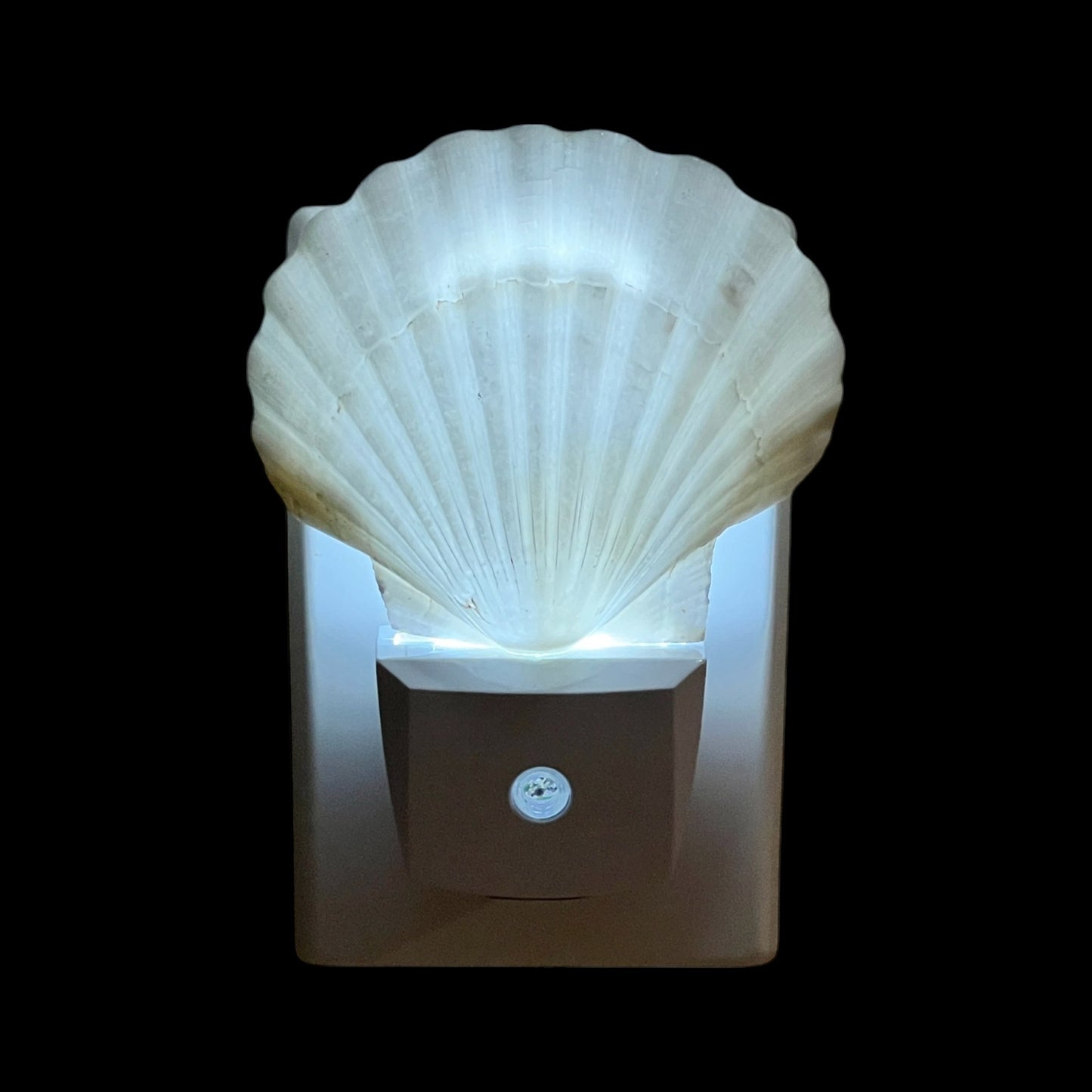 Scallop Night Light