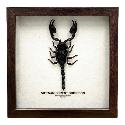 Vietnam Forest Scorpion