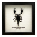 Vietnam Forest Scorpion