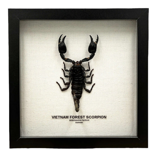 Vietnam Forest Scorpion