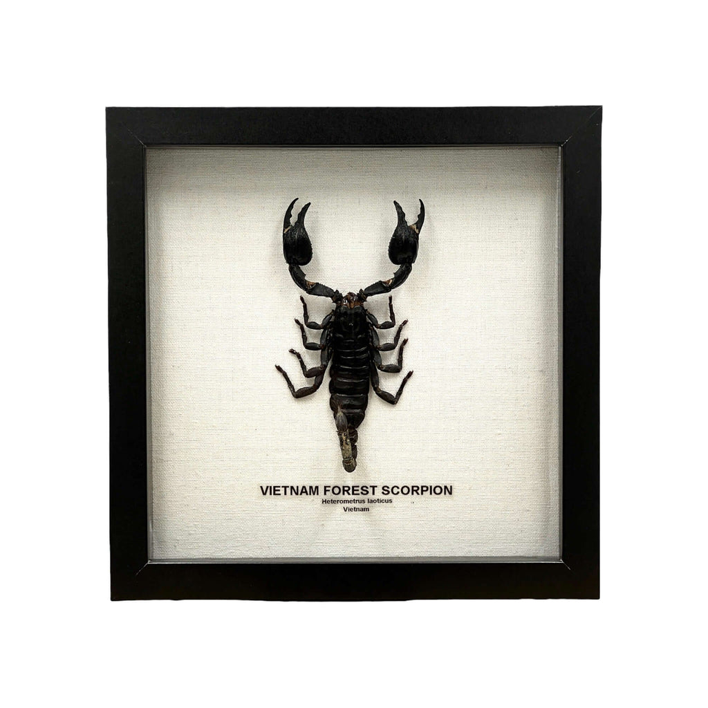 Vietnam Forest Scorpion