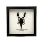 Vietnam Forest Scorpion
