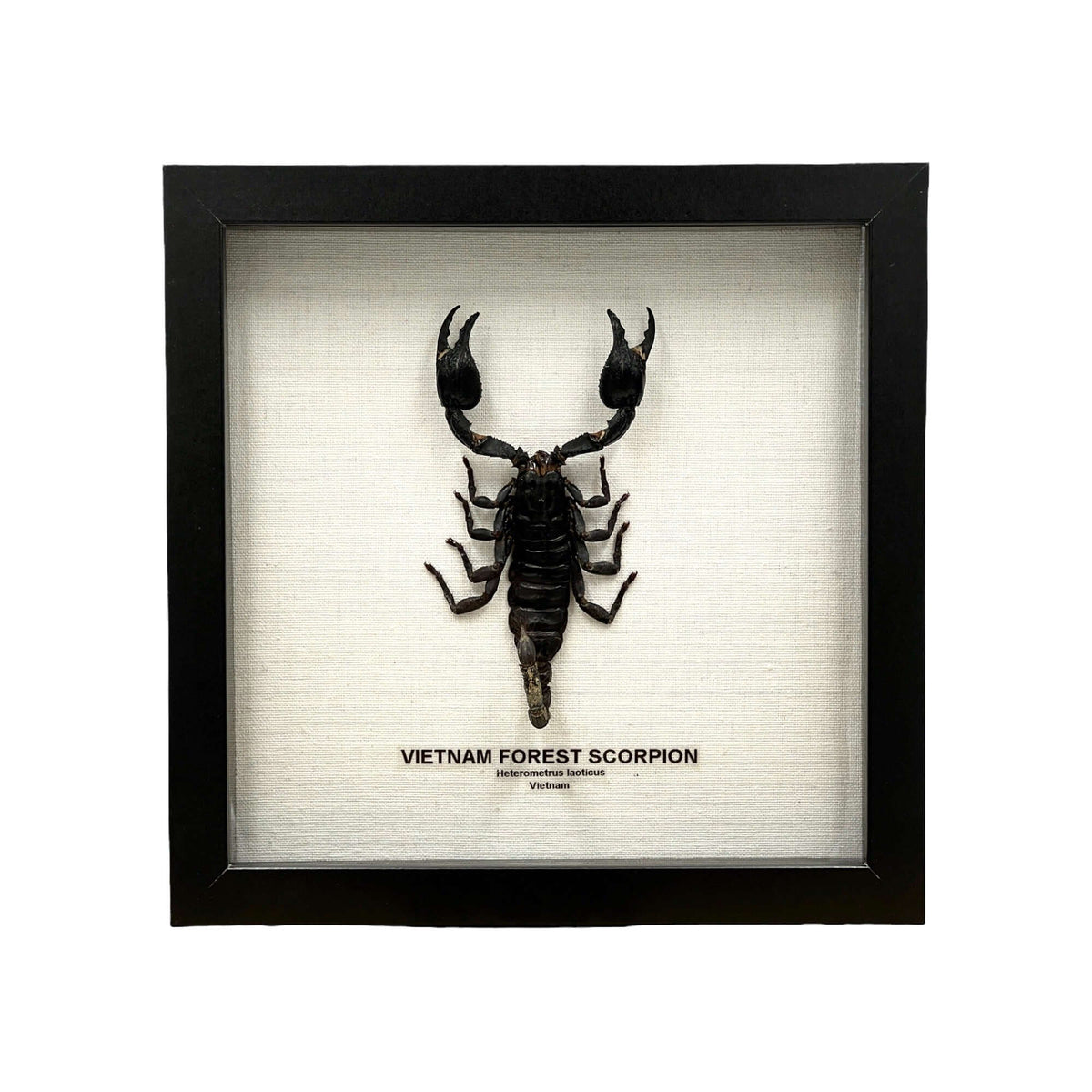 Vietnam Forest Scorpion