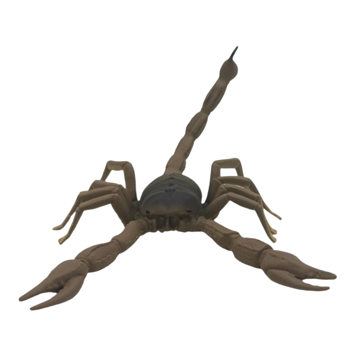 Scorpion (Safari)