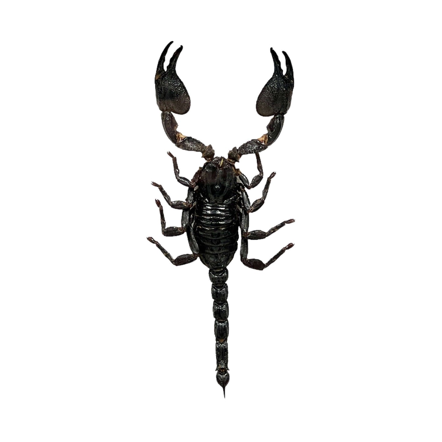 Vietnam Forest Scorpion