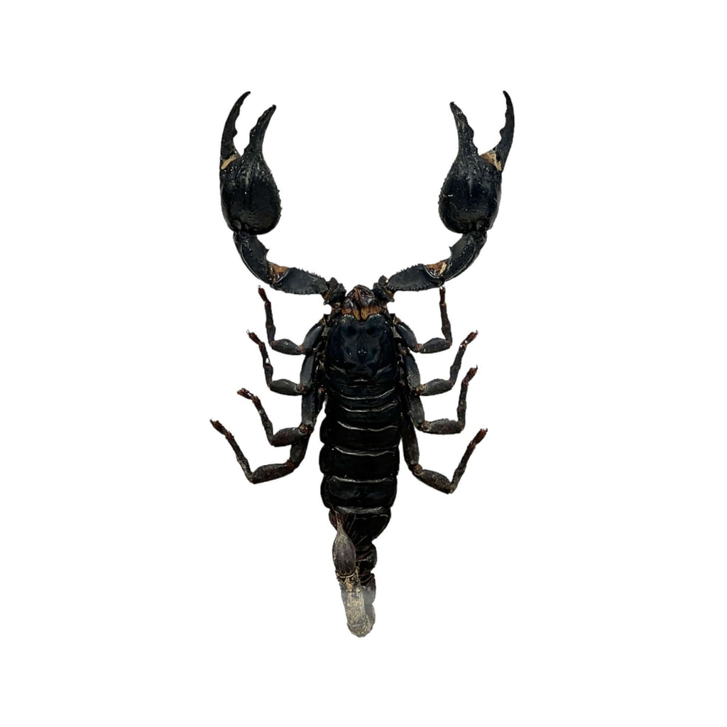 Vietnam Forest Scorpion