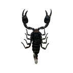 Vietnam Forest Scorpion