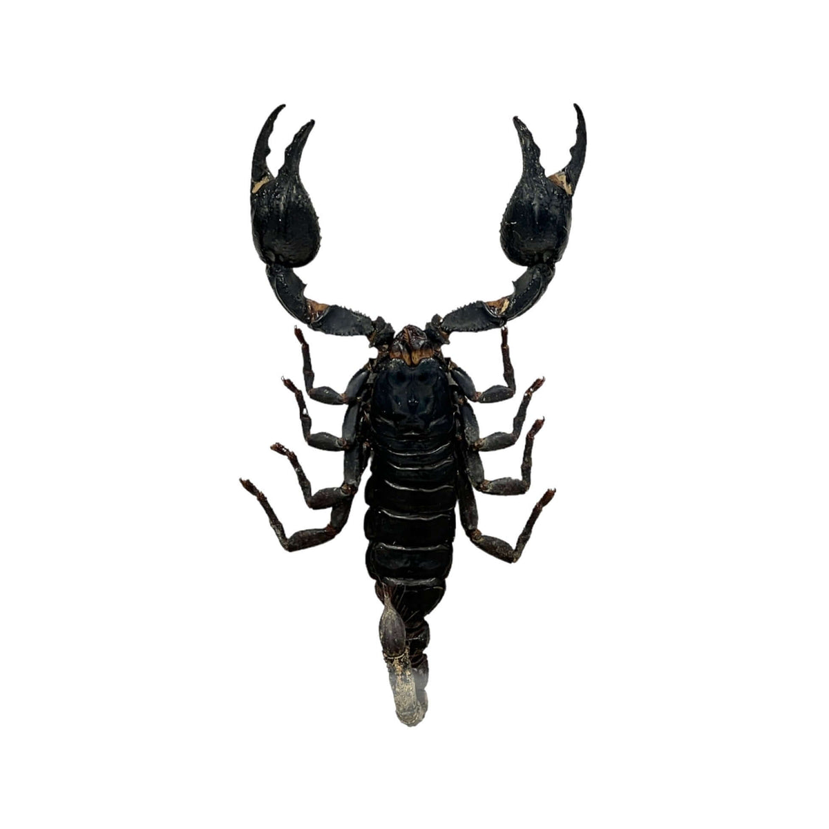 Vietnam Forest Scorpion